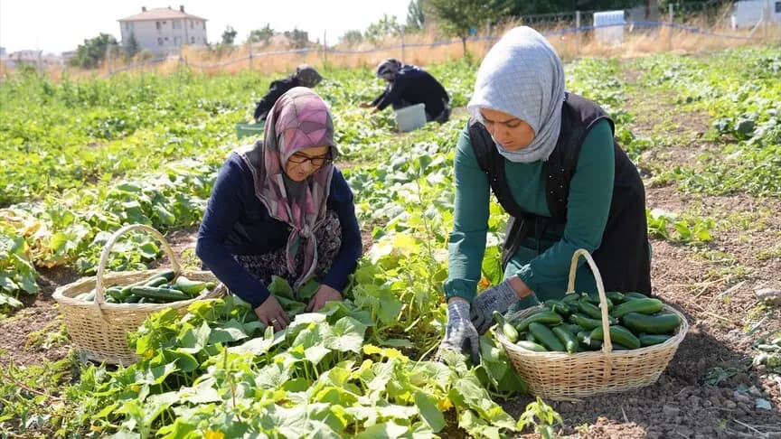 Türkiye'nin "yeşil altını" Çubuk turşusu 45 çeşidiyle dünya lezzetleri arasında