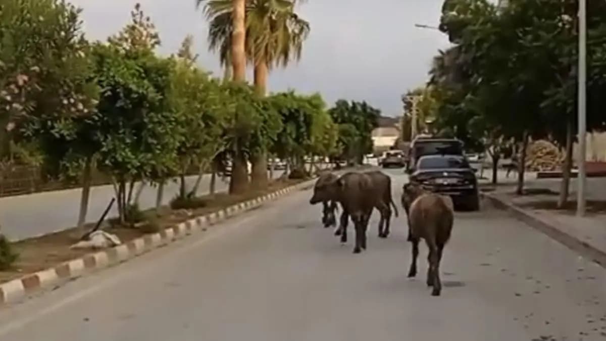 Başıboş halde şehre indiler: Sokağa çıkanlar gördüklerine şaşırdı
