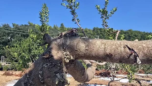Muğla'da 11 yıllık sabrın meyvesi | Sakız bahçelerinde ilk hasat heyecanı: Kilosu 35 bin lira