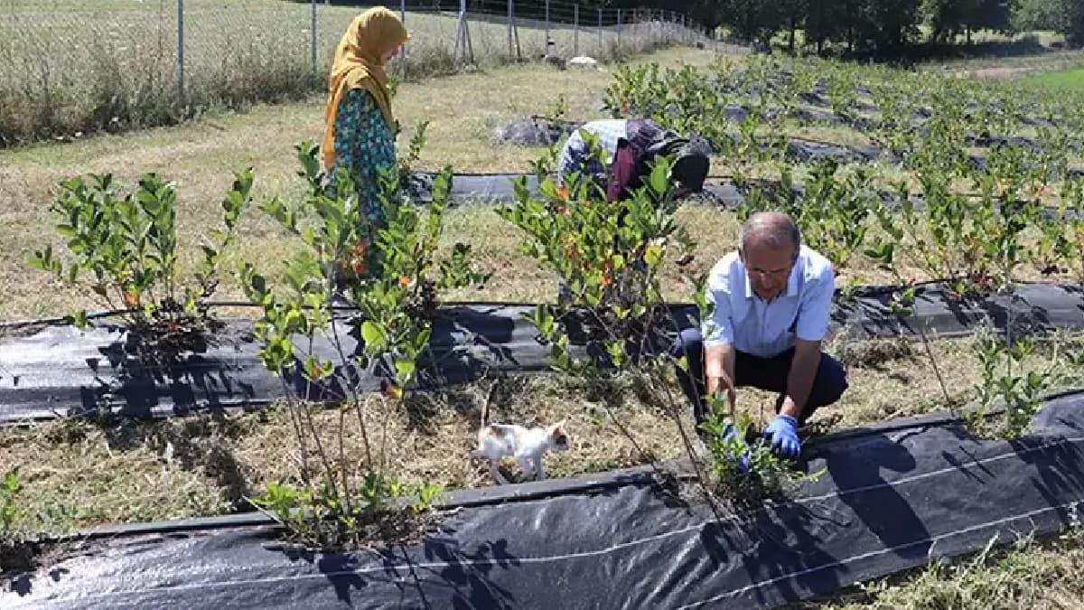 Eşi önerdi o tarlasına dikti: Atıl araziyi servete dönüştürdü