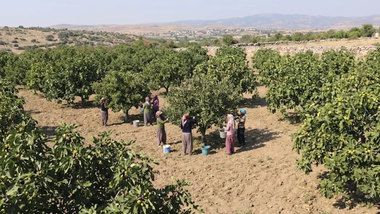 Kilosu 850 liraya dayandı: Rekor hasat üreticinin yüzünü güldürdü