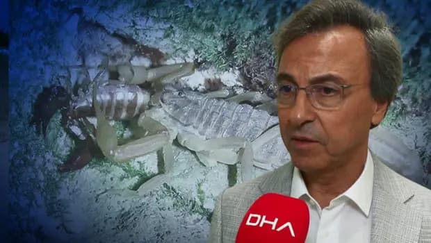 İstanbul'da iki ilçede akrep paniği! Prof. Dr. Ahmet Aydın 'Ayakkabılarınızı kontrol edin' diyerek uyardı: 'Kardeşleri yakında olabilir'