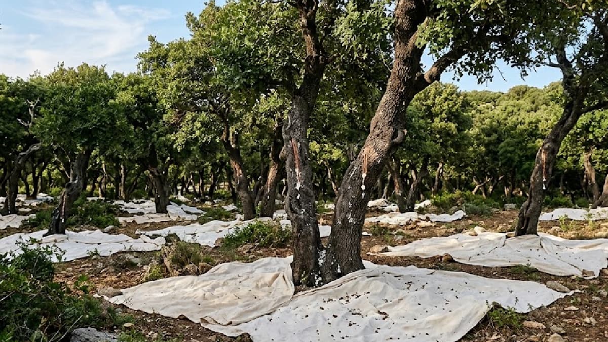 3 ilde gram gram hasat ediliyor: Kilosu 50 bin lira