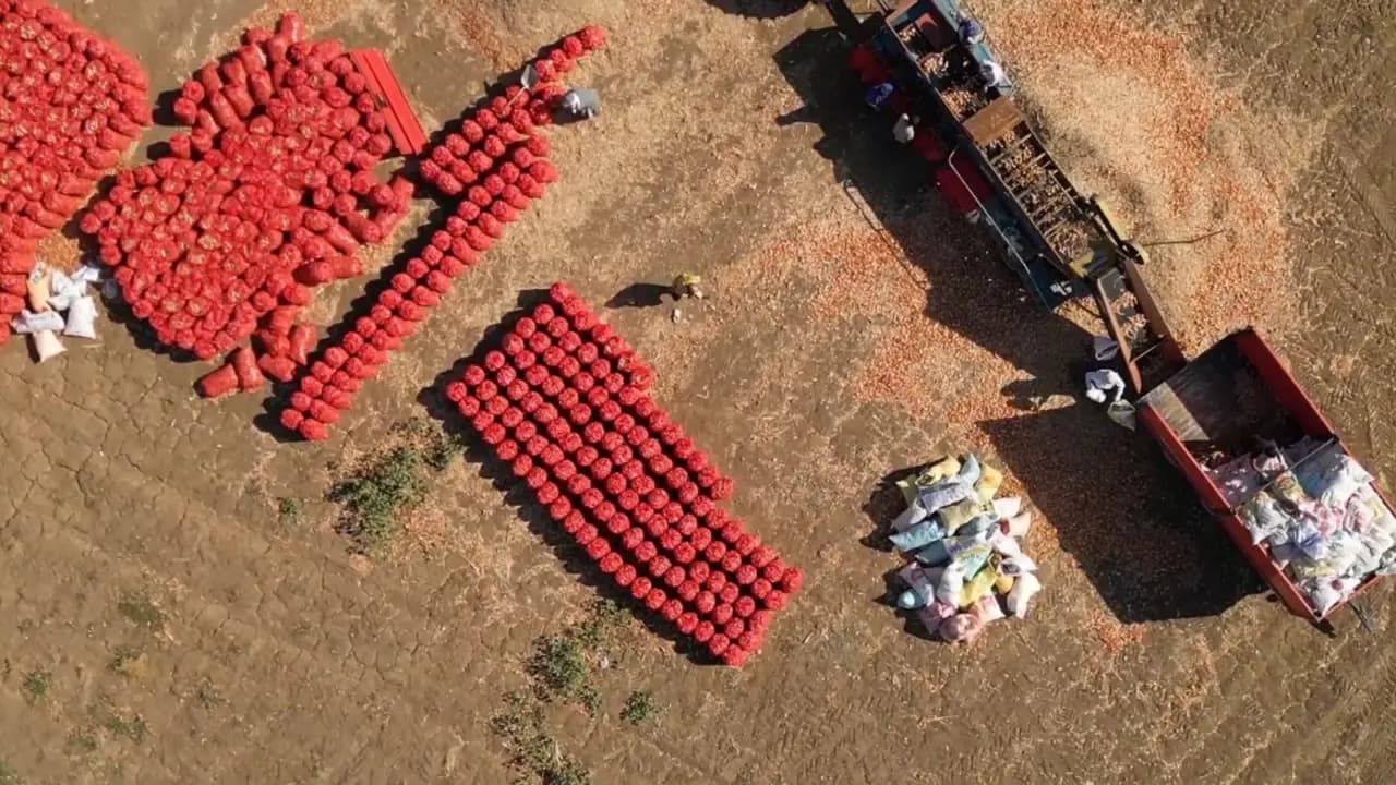 Çuval çuval hasat edilmeye başlandı: Türkiye'nin her yerine gönderilecek