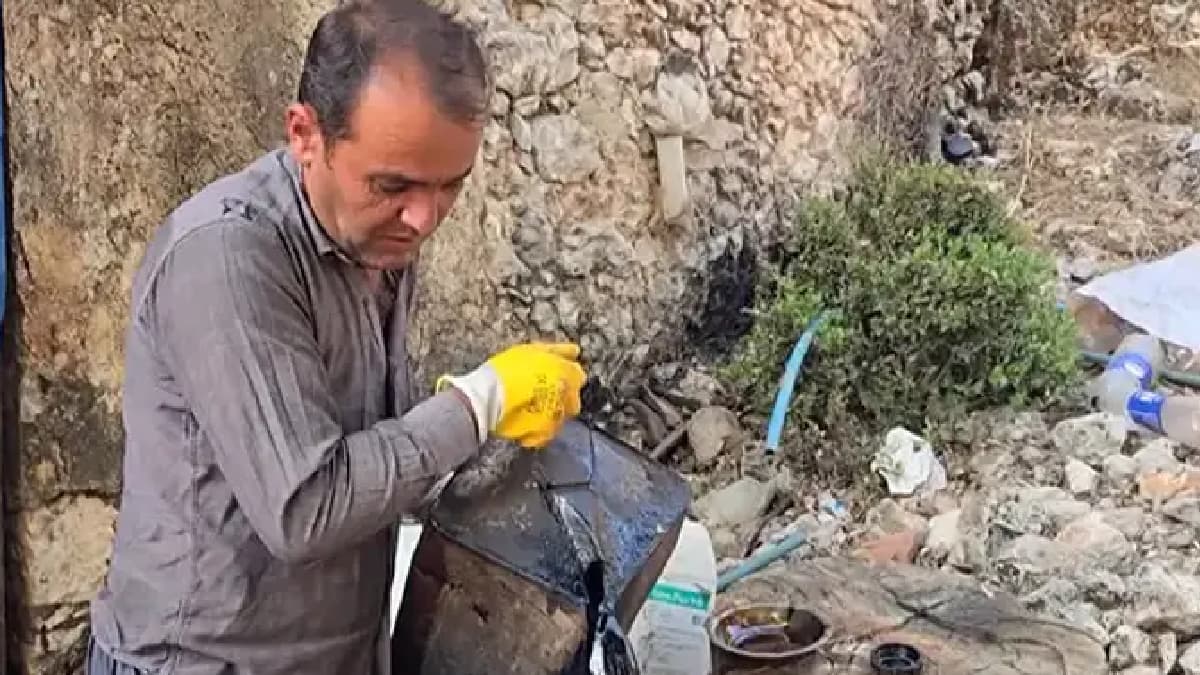 Dağlardan topluyor, varilde işliyor: Kilosu 1000 liradan satılıyor