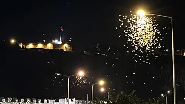 Ardahan'da beyaz kelebeklerin 'ölüm dansı' başladı