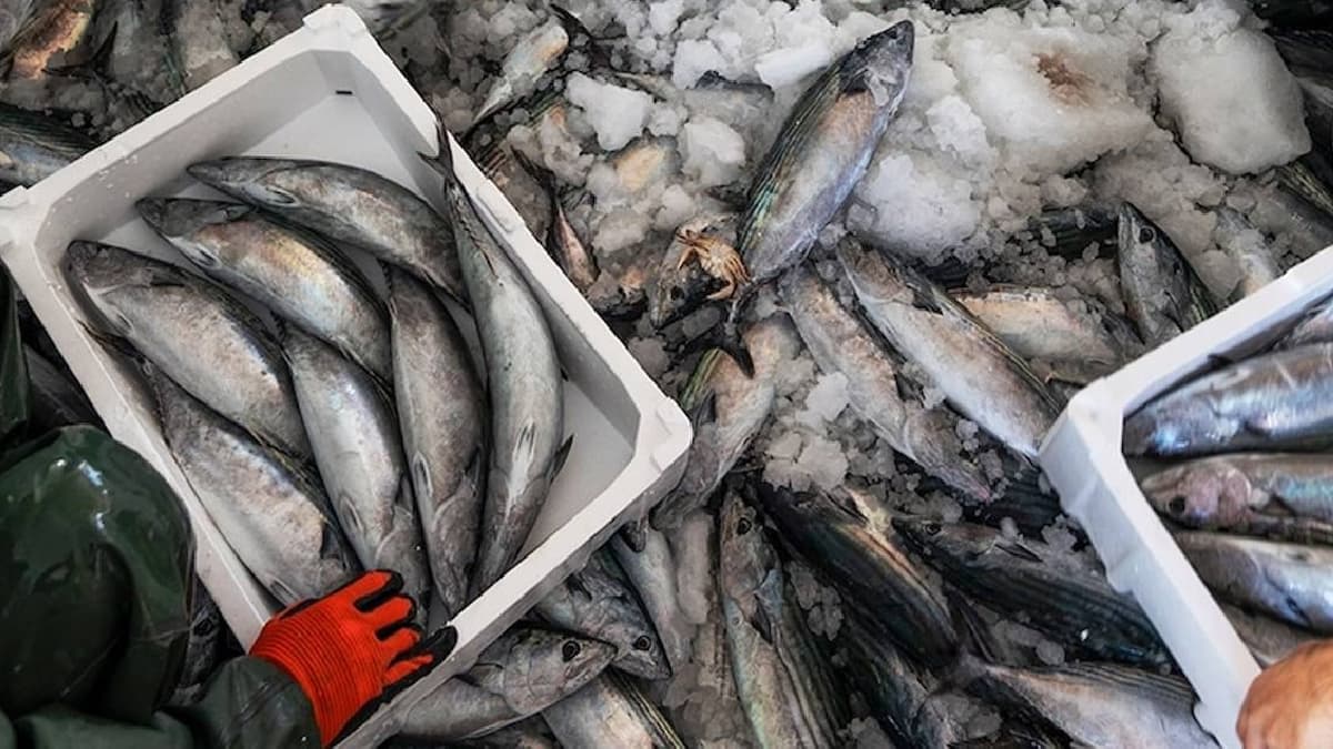 İstanbul'da balık avı sezonu açıldı