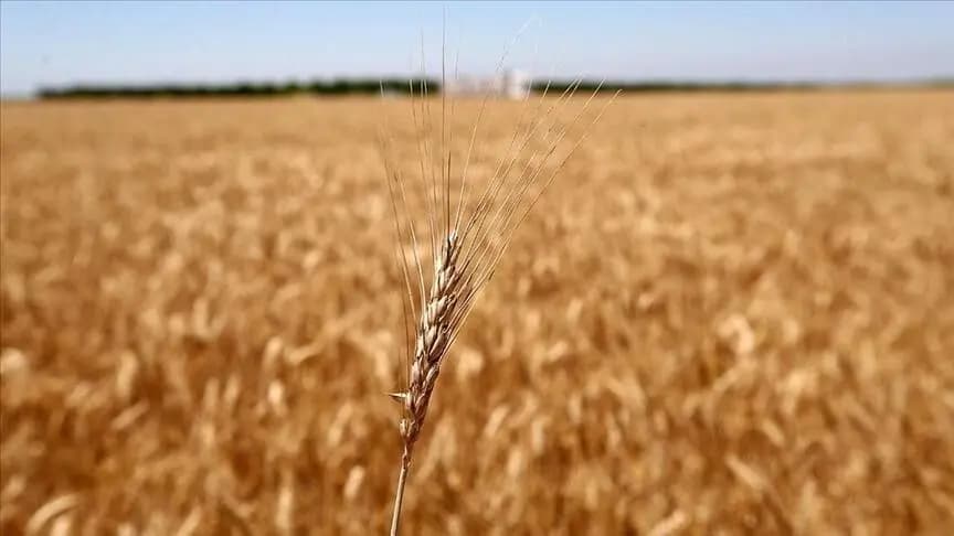 Rusya'nın tahıl hasadı 100 milyon tonu aştı