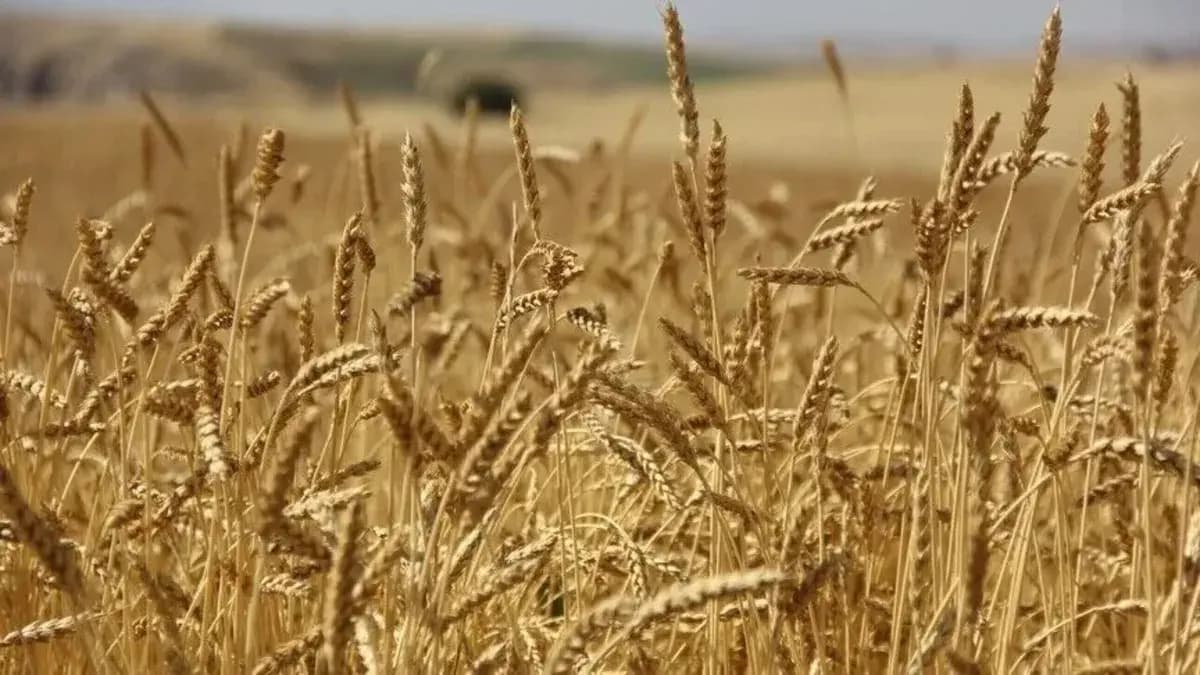 Karadeniz’de savaş gerilimi etkili oluyor: Buğday fiyatları 3 yılın zirvesinde