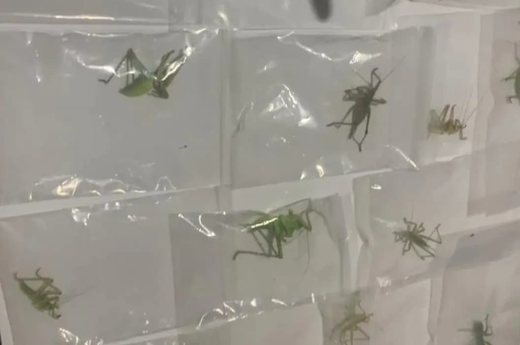 Çinliler neden bu çekirgelerin peşinde? Nemrut Dağı’ndaki sırrı ortaya çıktı