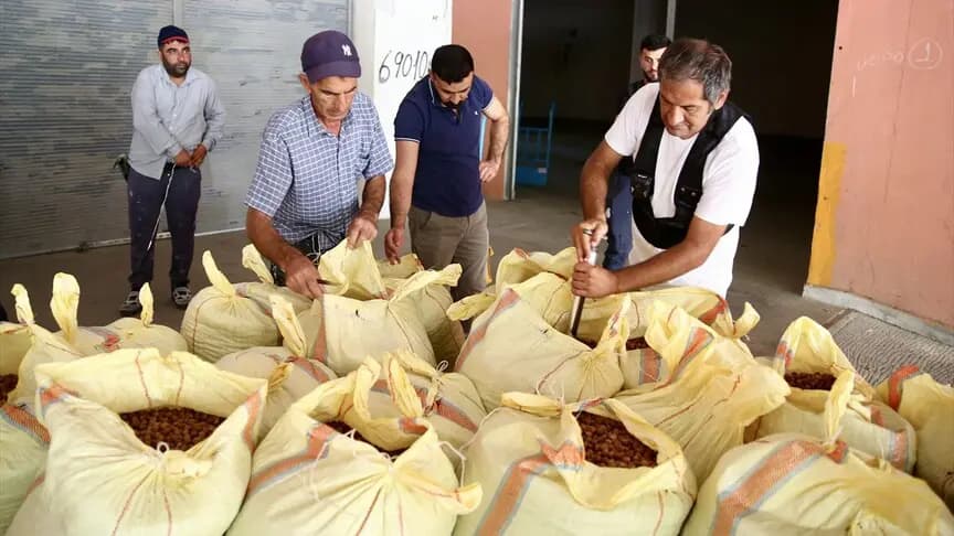 TMO, Ordu ve Giresun'da fındık alımlarına başladı