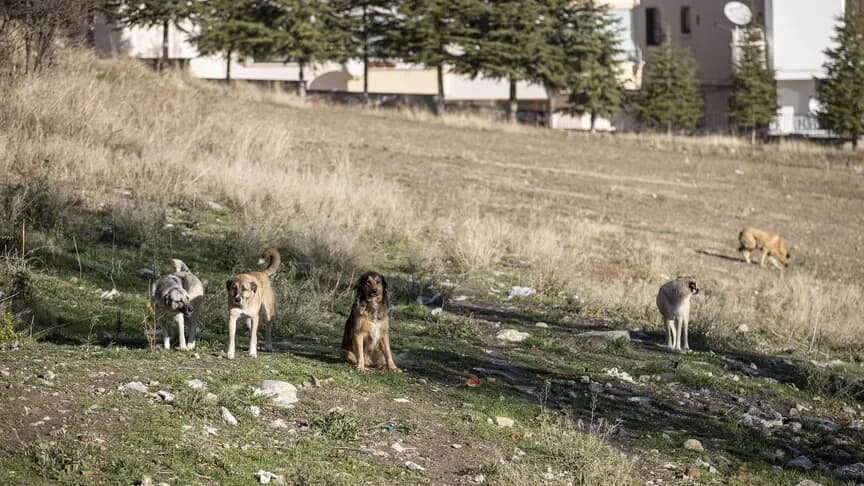 Ankara'daki sahipsiz köpeklerin saldırısında idarenin "hizmet kusuru" olduğu kararı kesinleşti