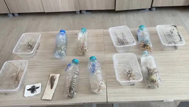 Nemrut'ta canlı çekirge toplayan yabancılara 1,4 milyon lira ceza: Uzmandan 'genetik çalışma' uyarısı