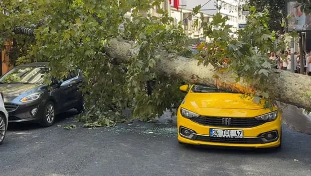 Şişli'de otomobillerin üzerine ağaç devrildi