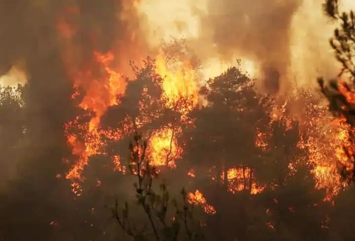 73 orman yangınına ilişkin adli işlem: 12 şüpheli tutuklandı
