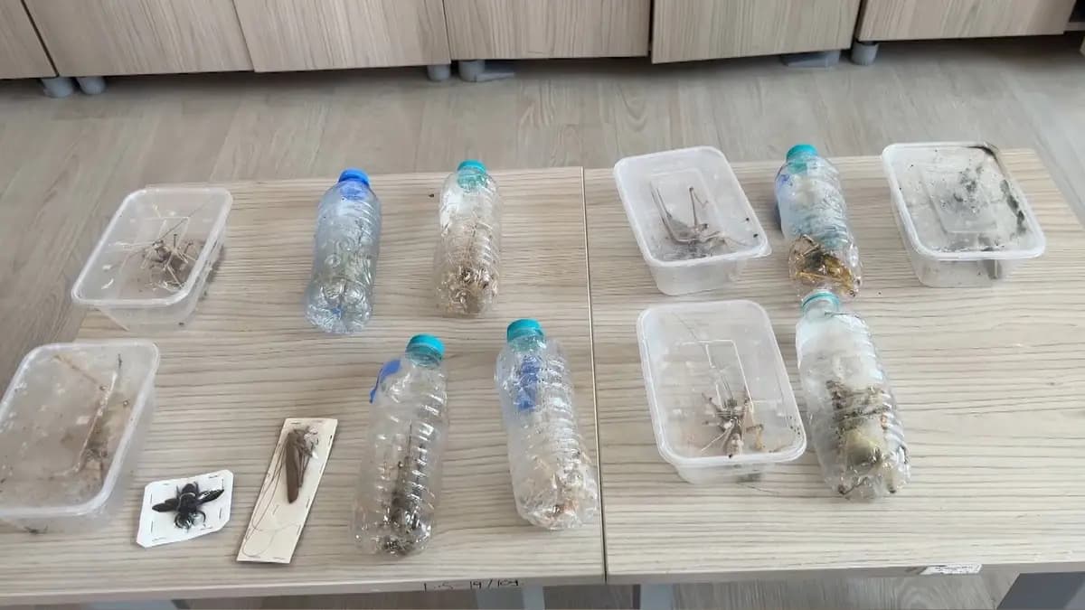 Uzmandan 'canlı çekirge' operasyonu için korkutan uyarı! Genetik deney mi yapacaklardı?