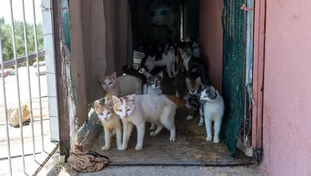 Mersin'de 'çöp ev' ihbarıyla gidilen adresten yaklaşık 100 kedi çıktı