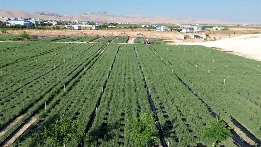 Mardin'de üretilen 4 milyon tuz çalısı ülkenin dört bir yanında meraları zenginleştirecek