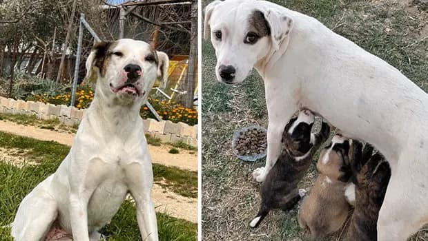 Sokak köpeği 'Sütlaç'ı av tüfeğiyle katlettiler: Hayvanseverlerden savcılığa suç duyurudu