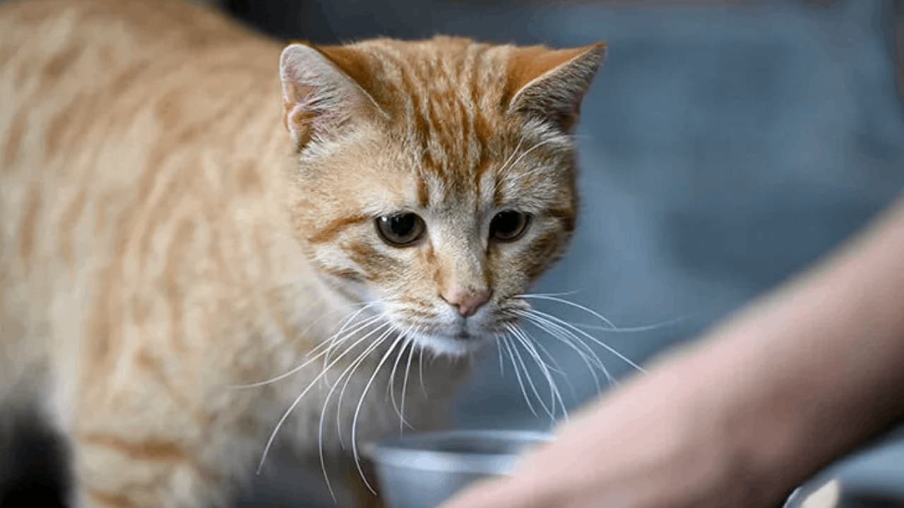 Ekipler gözlerine inanamadı: Kötü koku harekete geçirdi, evden 100 kedi çıktı
