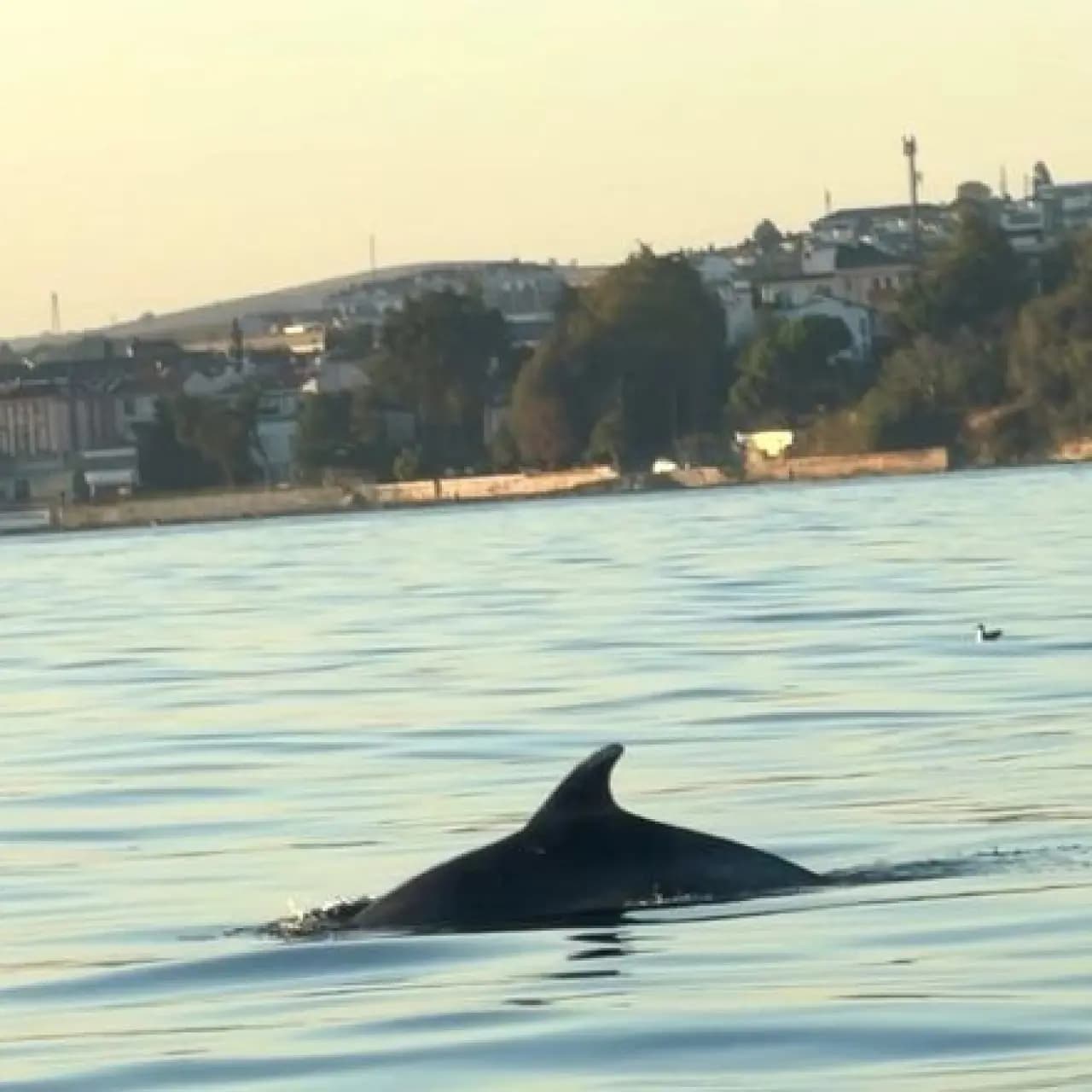Yunuslarla dans: "Çok iyisin"