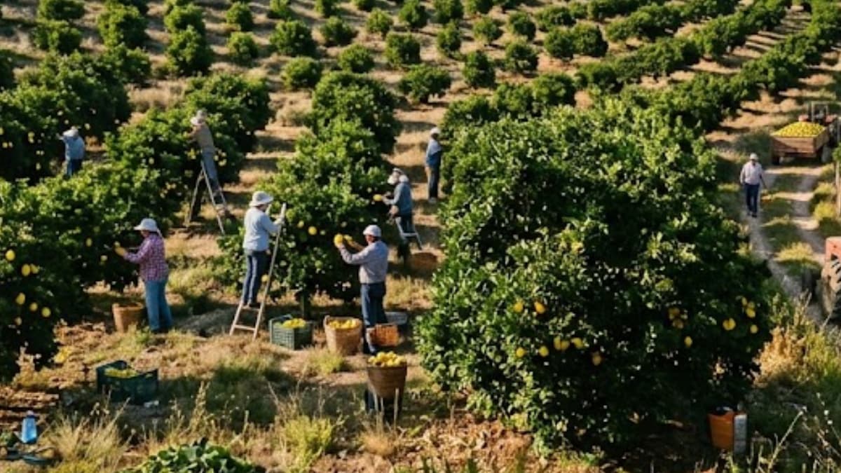 200 liradan 5-6 liraya düştü: Tonlarcası üreticinin elinde kaldı