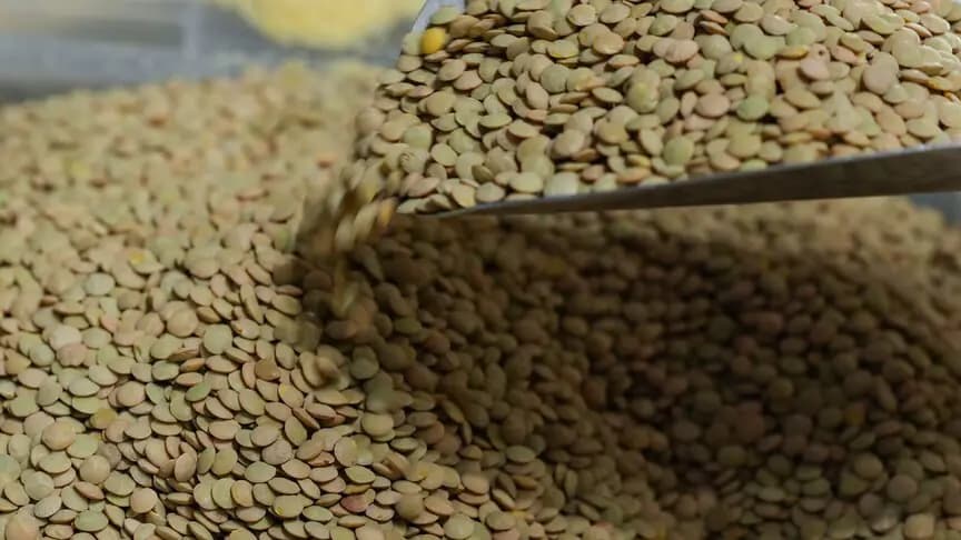 TMO yeşil mercimek alımına dair esasları açıkladı