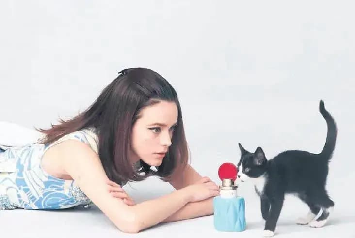 Kediler reklam yıldızı olursa