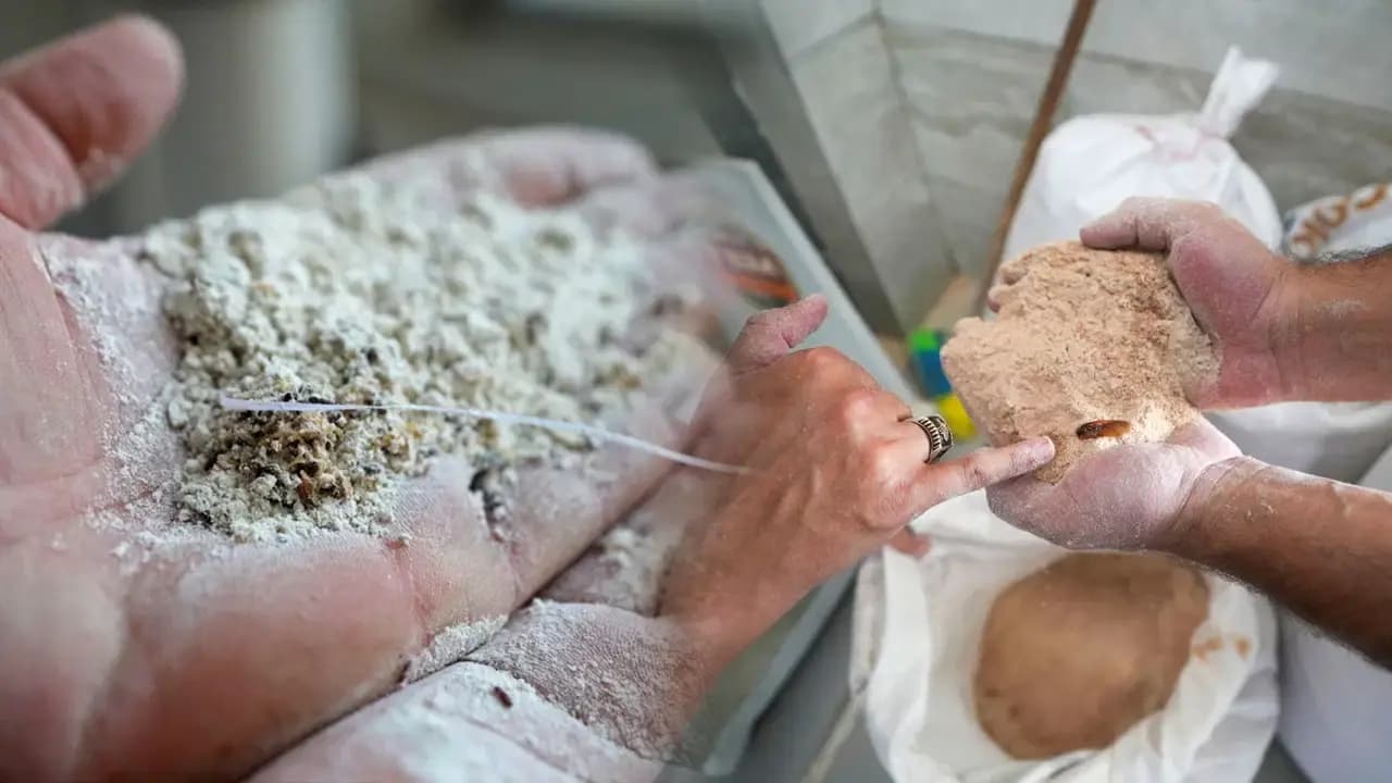 Yurttaşlara yedireceklerdi... Un fabrikasında şoke eden görüntü: 30 ton böceklenmiş bozuk un ele geçirildi!