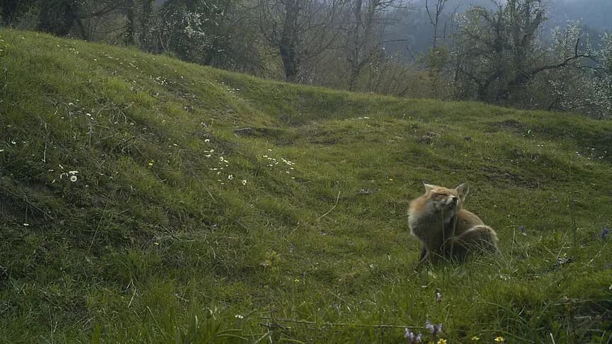 Karabük'teki orman yangını sonrası yaban hayatının izi fotokapanlarla sürülecek