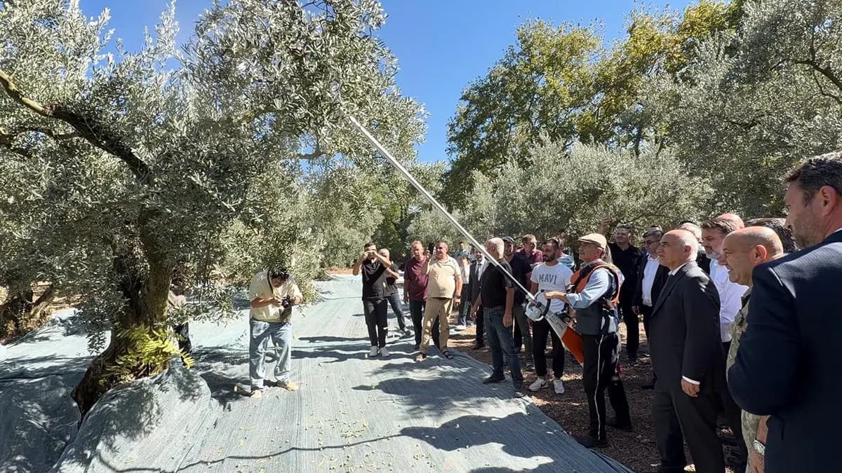Kilosu servet değerinde: Hasadı başladı