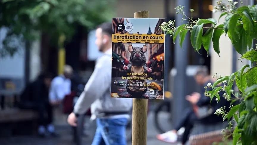 Brüksel'in tarihi ve turistik merkezinde fare sorunu gündemde
