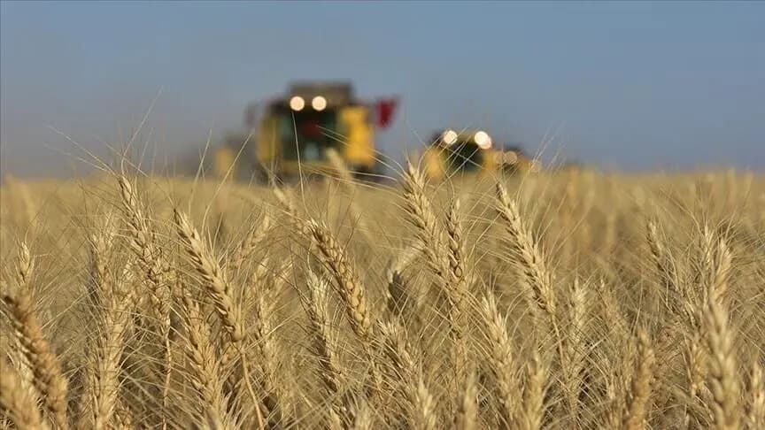 Karadeniz'de jeopolitik risklerin yumuşaması buğday fiyatlarındaki yükselişi frenledi