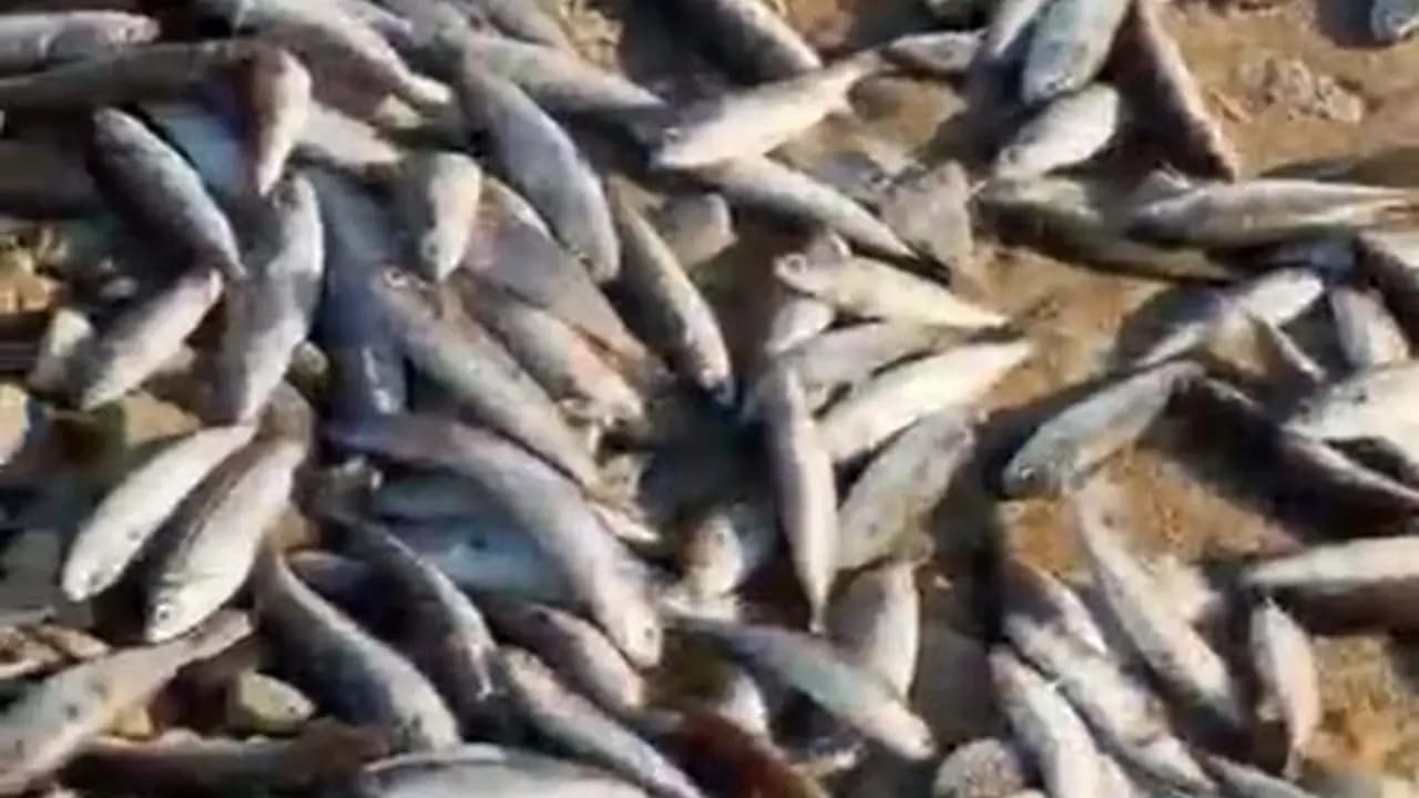 Milas'ta balık ölümleri inceleniyor