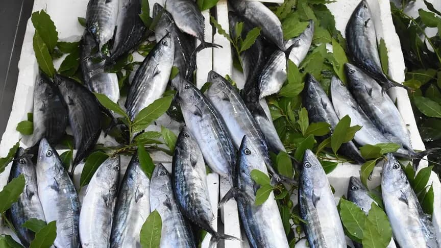 Ordu'da bol miktarda avlanan palamut tezgahları canlandırdı