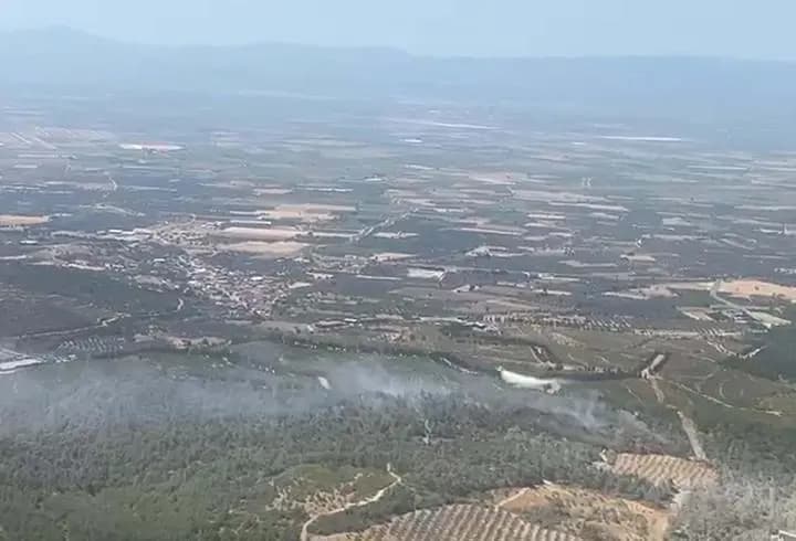 Manisa'da orman yangını!