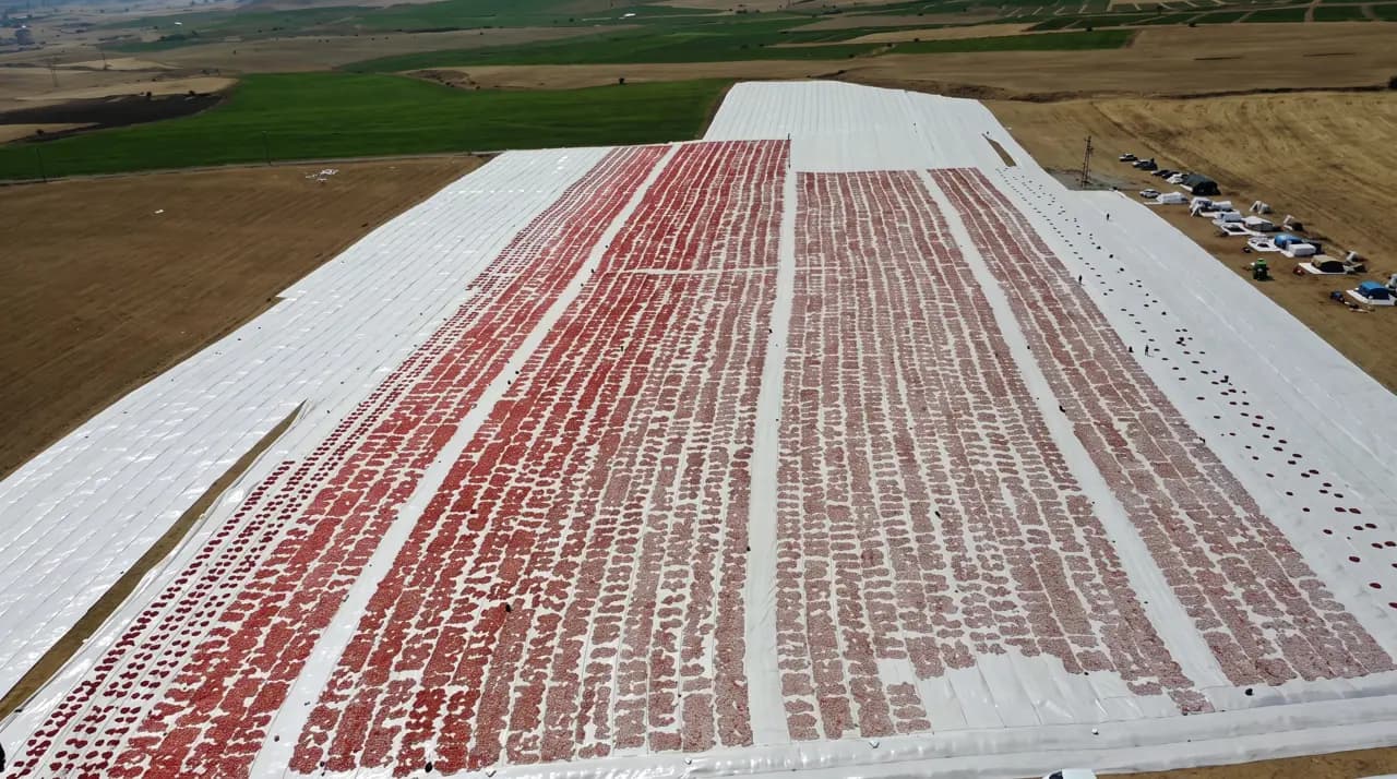 Dağın eteklerinde hasat ediliyor: Tırlar dolusu satılıyor