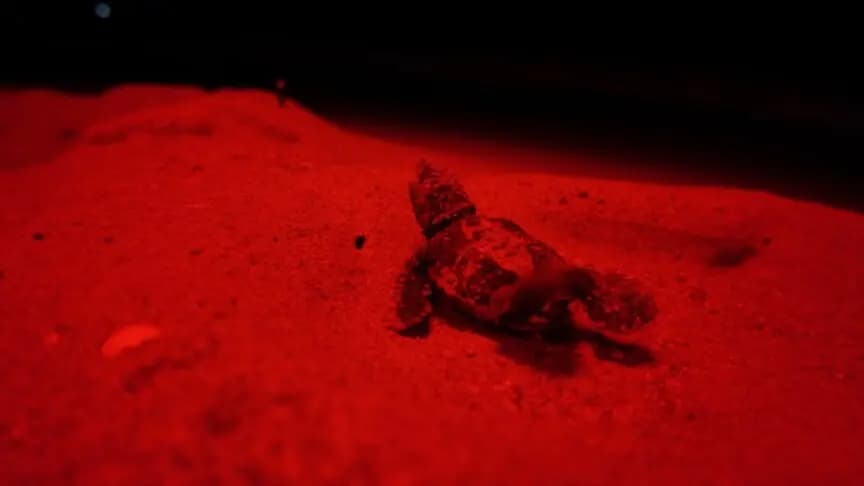Antalya'da kırmızı LED uygulaması, caretta caretta yavrularının denize ulaşmasına yardımcı oldu