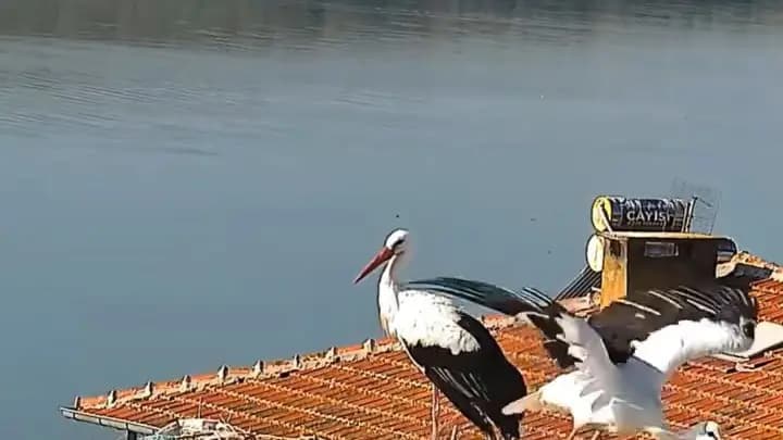 Yaren ve Nazlı leylek yuvadan ayrıldı: Afrika yolculuğu başladı