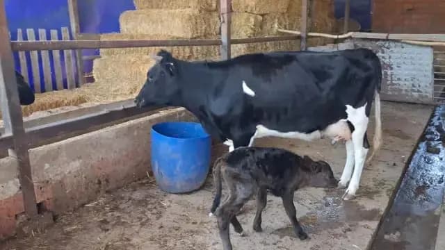 İki gündür ormanda arıyordu! Kayıp gebe inek, yavrusuyla ahıra döndü