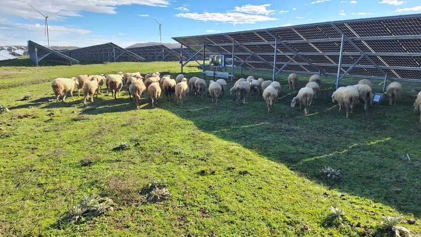 Güneş enerjisi santrallerinde doğal otlatma projesi karbon salımını azaltıyor