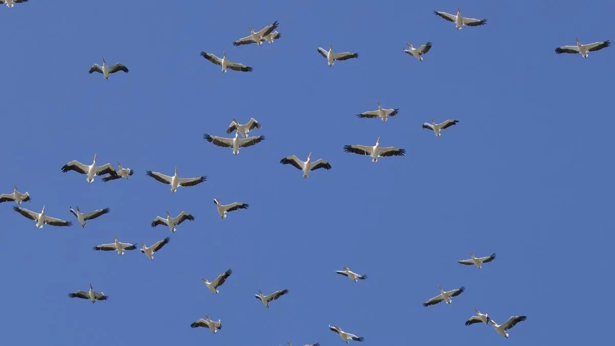 Göç yolculuğundaki ak pelikanlar böyle görüntülendi