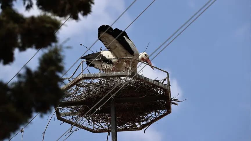 Sinop'ta bu yıl yumurtadan çıkan 73 leylek göç yolculuğuna başladı