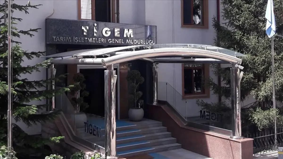 TİGEM 3 bin 80 reforme küçükbaş hayvan satacak