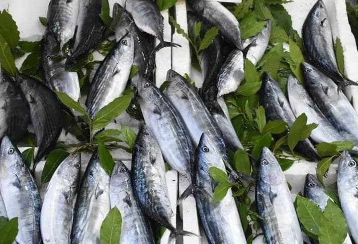 Karadeniz'de palamut bolluğu: Fiyatı 30 liraya kadar düştü