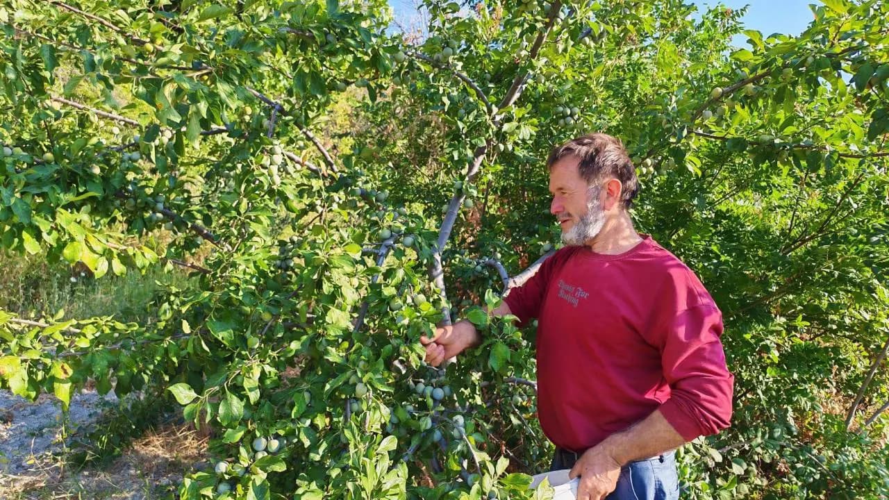 Türkiye’de sadece tek bir ilçede yetişiyor: 140 yıllık ‘Yeşil altın’ için hasat zamanı