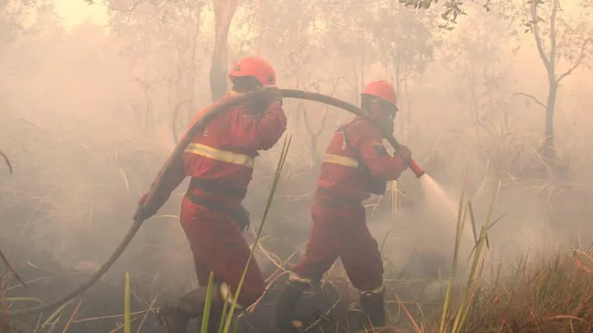 Endonezya'da orman yangınları hava kalitesini ve Borneo orangutanlarını tehdit ediyor