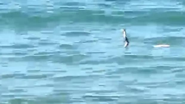 Çeşme'de sığ suda 'yılan' hareketliliği: Panik yapıp kaçan da oldu, yüzmeye devam eden de