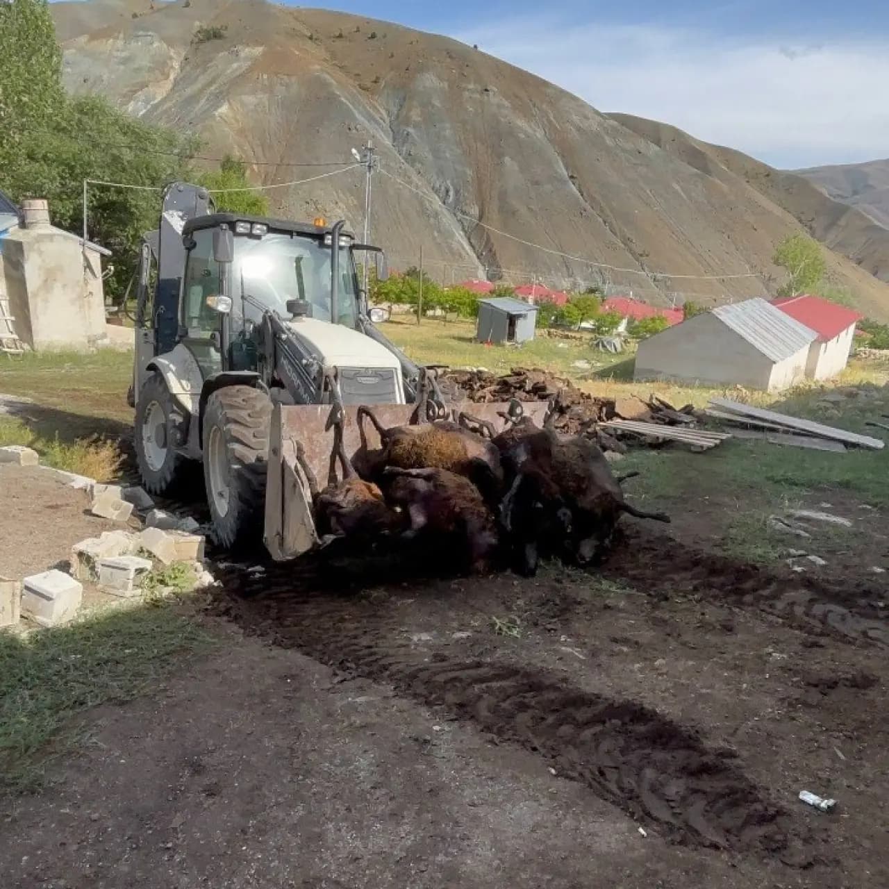 Ayı 144 küçükbaşı telef etti!