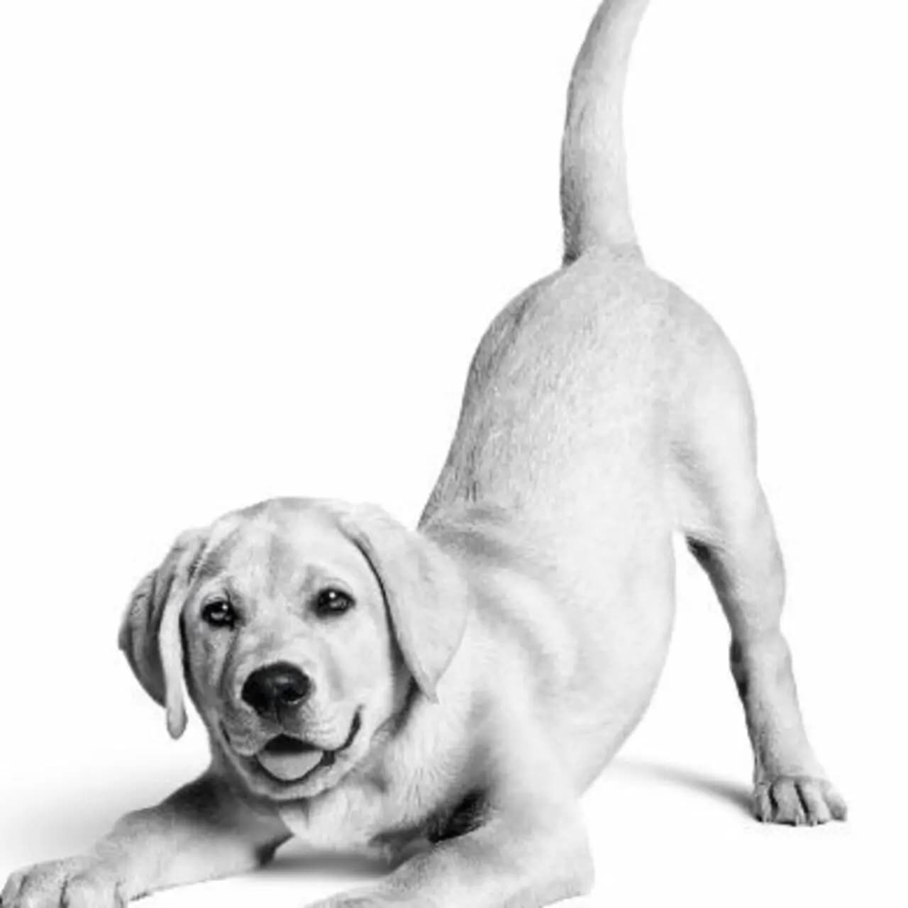 Royal Canin Türkiye’de 10. yılını kutluyor
